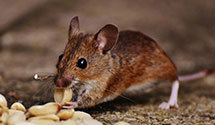 24 Hour & Emergency Exterminators in Clifford Township, PA